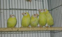NFSS 2012 and 2013 closed banded. Have extra male Blue faced which are split to lutino for $90 each or uncolored juveniles for $70. Split male and lutino hen $300 a pair. Will ship United airlines with kennel $120.
Rich 760-994-5033