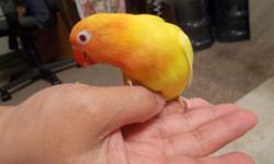 Hand fed 3 months old baby fisher lovebird, Gender is unknown
its tame and ready to go to a new home, is an ideal for X-mas present
$120 no cage, serious person reply only, if you see this add is still available