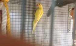 Beautiful Indian Ringneck six moths old baby, please only phone calls