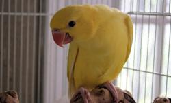 8 week old Lutino Indian Ringneck Baby, weaned and ready to go to a good home, asking $250 obo. Call 210.224.9355