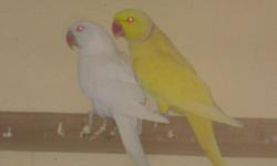 Lutino Indian Ringneck males and females breeders very nice birds
no private numbers plz
