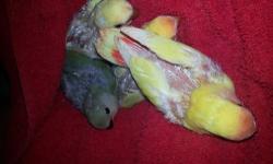 Gorgeous lutino baby lovebird. Born April 10, 2013
Hand fed
Serious inquiries only.
Contact Ainede
Thank You