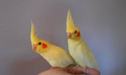 We have 2 Lutino Pearl baby cockatiels available. Healthy, active, very sweet personalities and can be handled.
For those that don't know what a Lutino Pearl is, they are like normal Lutinos with the yellow and white coloring and red eyes, but have a