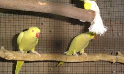 Beautiful pair of proven breeders, Bright yellow with red eyes.
male 6 years old, female is about 8 years old.
I have to many breeders, must reduce stock. these are not wild, they were hand raised babies, but have not been handled in several years.
This