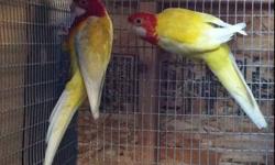 Selling for a friend
Lutino Rosella Pair
Male and Female
$700
Serious inquiry only
Please call if ready to buy
510-705-3214
Thanks
This ad was posted with the eBay Classifieds mobile app.
