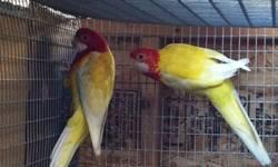 Selling for a friend
Lutino Rosella Pair
Male and Female
$700
Serious buyer only
Please call if ready to buy
Thanks
510-705-3214
This ad was posted with the eBay Classifieds mobile app.