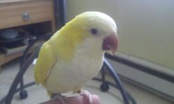 I have a very tame, lutino Quaker.
This bird is just less than a year old. Very tame and tries to talk.