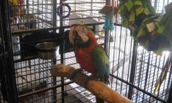 Macaw - Beasley - Large - Young - Male - Bird
Beasley is a 20 yr old Blue and Gold Macaw, he has been in the same home his whole life. Beasley was fed a not so good diet and he is a bit over weight, He has learned how to eat better foods now. He is not