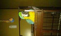 MACAW BLUE AND GOLD....COMING WITH THE CAGE. HE 8 MONTH HE IS GOOD WITH OTHER ANIMALS FRIENDLY. I sell it for family problem. CERTIFICATE HAVE IS MAN..LOOKING FOR A GOOD HOME.CALL ANYTIME firm 1500 814-4596761