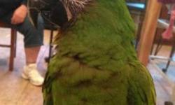 Macaw - Carlos - Extra Large - Adult - Female - Bird
Carlos is a beautiful female Harlequin Macaw. For a macaw she is extremely quiet and is use to a home environment. Although she has some trust issues she quickly settles down. Prior macaw experience is