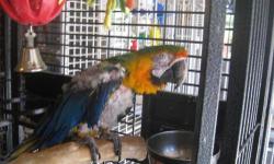 Macaw - Deloris & Carlos - Large - Adult - Female - Bird
Deloris & Carlos are both female macaws that must be adopted together. Deloris is handicapped, she's missing a leg & 1/2 a wing due to an accident 18 years ago. Carlos came from another rescue and