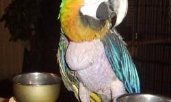 Macaw - Jackie - Extra Large - Adult - Female - Bird
Jackie is a female Harlequin Macaw. She is 20 years old. She is very friendly to someone she trusts.
CHARACTERISTICS:
Breed: Macaw
Size: Extra Large
Petfinder ID: 18698208
CONTACT:
Black Hills Parrot