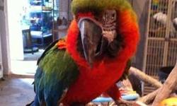 Macaw - Marlee - Large - Adult - Female - Bird
Meet Marley. She's a military macaw that is loaded with personality, not a screamer but likes who she likes. Prior macaw experience is a MUST.
To find out how to meet her and see if she's a good fit email is