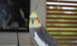 Macaw - Max (maxine?) - Extra Large - Adult - Bird
Max or possibly Maxine is a young adult Macaw - looking for a home with previous bird experience. We are currently taking applications and will choose the best fit. Max is a very playful bird that does