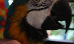 Macaw - Sammie - Large - Adult - Male - Bird
Sammie is a very quiet fellow. He does not care for people and has lots of trust issues. His true love is Bobbie, a Catalina Macaw but they had to be separated because she like people and Sammie had a hard time