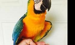 Macaw - Talker - Medium - Adult - Male - Bird
Talker is a 15 year old Blue and Gold Macaw. He has an extensive vocabulary. He has not been trained to be handled. He is a beautiful Macaw. Please contact 352-671-6797 for more information.
CHARACTERISTICS: