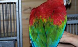 WE HAVE RUBY MACAWS BABIES..... THEY ARE VERY LOVABLE .CALLS ONLY PLEASE........... 618-691-3130