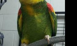 Shy but healthy Magna Double yellow head Parrot with nice colors, fully feathered, and will step onto your hands once he's comfortable with you.