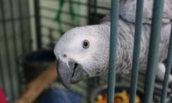 Magnificent male African Grey Parrot loves women, but likes men also. I am a Grey and will take time to warm up to you. I have been handfed, tame and talk. I whistle to contact call you and see if you are home. I am not a loud bird and am happy sitting on