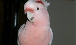 My 5yo male major mitchell cockatoo is currently up for rehome. I have decided to part ways with my beloved parrot. I had him since weaned. I will only take 3,000 FIRM for him as I paid 5000 for him. He is tame with me, but may differ with new strangers.