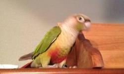 Male Pineapple conure! Beautiful breeder proven! Recessive allele! Not hand tamed but getting there! Likes to be out of his cage! not too noisy Only $200
This ad was posted with the eBay Classifieds mobile app.