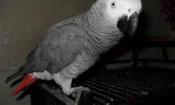 Male African Grey CONGO - DNA d , approx 4-5 yrs old ... Tame to some people, Not aggressive at all... Talks a ton after he gets used to people... Perfect feather and a big eater... Could be a pet bird, companion bird or Breeder... Pics are current...