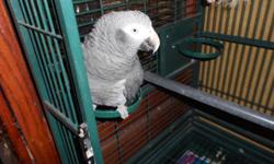 7 year old African Grey. DNA sexed as a male.Timnehs are outgoing and playful. They can develop large vocabularies. He loves ice cubes, fruit, veggies and seeds. He does have quite a vocabulary. Great feather condition.