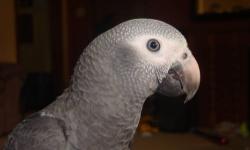I have a male Timneh African Grey Parrot. He has been DNA sexed. He talks and likes to be with his human. He comes with his cage and a play stand as well. The play stand is the same size as his cage. He is used to dogs and cats, but doesn't like when they