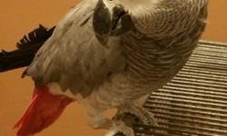 Beautiful 3 year old male African Grey. Needs a loving owner who will have the time to take care of him as I do not. Local buyer only will not ship.
