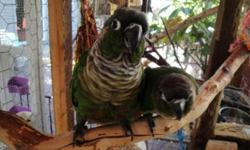 Hello I have a few Green Cheek Conures I'd like to sell for $120 for Normals and $175 for the Cinnamon or I would like to trade them for 2 Rosey Bourke Females or a pair of Parrotlets. Please let me know if you're interested. Birds bite but like