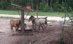 I have a male and female pair miniature donkeys. Female is 2 years old male is 1 year old and will be ready to breed soon! They are wonderful pets and also great for keeping coyote's away! They are halter and lead broke! $400 for the pair willing to