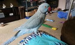 Baby Blue is approximately three years old. He already has a great vocabulary and picks up words and phrases quickly. He wants to be with his person but needs some work on being handled. He needs a home with an experienced bird owner and where he can be