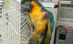6 year old Male Blue Throat Macaw. Can be handled by experienced Macaw handler.....wont take long to tame down if handled daily. In perfect feather!