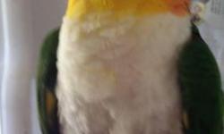 I have a DNA sexed white belly caique breeder with a closed 2003 band& perfect feathers for sale he was proven for previous owner I lost his mate this past winter do to the cold weather I'm asking $700
if interested please contact me at 239-248-6537 I
