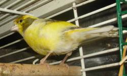 Hi, I have a male canary for sale, so last one i have for now....He is good singing, he is about 2 yrs, and he need mate, so if interesting email me....and i will give back to u. Thank you!
