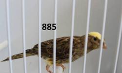have 2 male canary start to sing
1 male yellow and brown color
1 male all brown with black net line
if you are interesting you can email me thank you