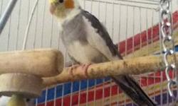 Male cockatiel is about 1 year old. He is mostly untamed and would be great if you're looking for a potential male breeder bird. If looking for a pet, he has potential if you are patient and willing to work with him. I don't have time to tame him and
