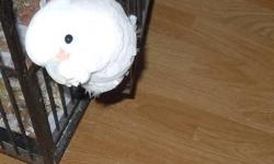 Luna is a 5 year old male cockatoo who needs a permanent home. He is friendly and mostly quiet but occasional does make loud screeches.
The new owner for this bird must be experienced with large parrots and have a home with no kids. Please feel free to