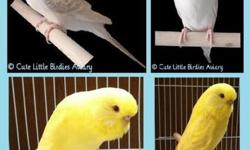 I am a cockatoo bird. I am all white with yellow feathers underneath .my name is BABY. I am 2 years old I have a big rod iron cage with all the items in iti I love. I also have containers of my food as well.i am looking for a loving family to adopt me my