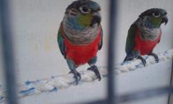 Male CRIMSON BELLIED Conure.
DNA paper.
Price reduced. $350.
Call or text 7864885939.