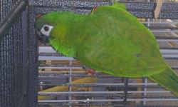Male derbyan parakeet parrot a little over 2 years old. An adoption fee of $350 cash includes his large cage, toys, perches & bag of food he is used to eating (pellets, nuts, dried fruit).
He will step-up onto a calm, confident person's hand, will give