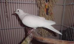 Name: Diamond
Age: 1-2 Years
Gender: Male (Not certain!)
Species: White Dove
Talks?: No
Hand-Tamed?: No
Bites?: No
Wings Clipped?: No
Feather Plucker?: No
Cage Included?: The cage is $50 extra.
Toys Included?: Some.
Food Included?: Any food he currently