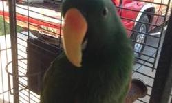 I have a male Eclectus for sale. He is family raised and well socialized. He loves being out of his cage and has no health problems. He is potty trained and speaks very well. He is going to be 3 years old. I am asking $800 and this includes cage.
This ad