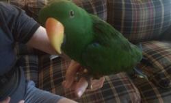 Oscar needs a wife! 6 year old male Eclectus parrot needs home with female Eclectus. Very friendly but pining for a mate. Price includes large cage and playstand.