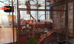 I have a Redsided Eclectus female and a male Solomon island
With 2 6ft bird cages in excellent condition
All toys, food and a rolling manzanita play stand
Call 6628711016. Leave message or text