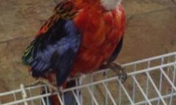 Male fiery Rosella.
$230
Will consider trades?
Let me know what you may have to trade?
Frank
818 462 4071