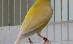 Orange head Lilac/White breast yellow Gouldian male.
He is 2012 closed NFSS banded. Proven good dad, posibly
split to blue back.