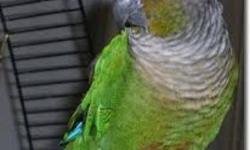 AJ aviary
Green cheek conure male split to turquoise .it's not a pet only for breeding .
?Please feel free to email or texts, ?AJ-AVIARY for information.
Angel " email only*( NJ)PICK UP ONLY FROM 12pm to 2pm (NJ)
John1(917)-791-6604*NY
p.s
Paypal friendly