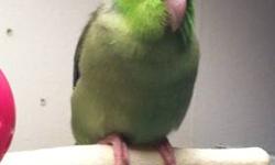 I'm reducing the number of pet birds and have decided to sell my young, hand-raised, friendly, pacific parrotlet. He is a very friendly bird that steps up without any problems. He particularly likes to hang out on top of the other bird cages. Selling him