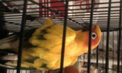 I have a two year old Jenday conure for sale. Email for pics. I am sending in the DNA sexing on him/her later this week.
Feel free to text or call me as well as email.